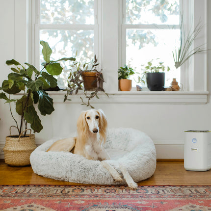 10.25.69.0003KarcherAir purifier AF 20